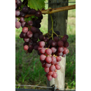 Tafeltraube - Lidi - Rosé