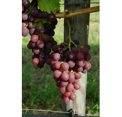 Tafeltraube - Lidi - Rosé