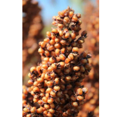 Sorghum - ES Willy - Körnerhirse