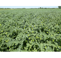 Kichererbse - Elixir