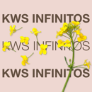 Colza hybride - KWS Infinitos