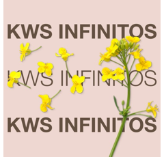 Colza hybride - KWS Infinitos