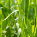 Credit Xtreme - Herbizid