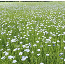 Lin d'hiver - LS Anthocya