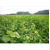Zwischenfruchtmischung - TerraLife BioMaxx organic