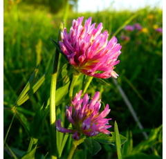 Trèfle hybride - Dawn