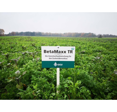 Zwischenfruchtmischung - TerraLife BetaMaxx TR