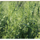 Avena blanca - Chimene