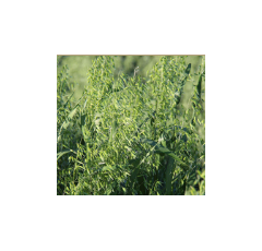 Avena blanca - Chimene