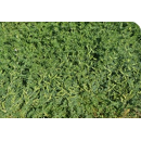 Veza sativa - Armantes - R2