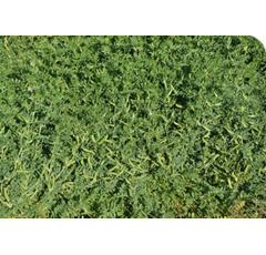 Veza sativa - Armantes - R2