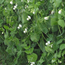 Pois protéagineux jaune de printemps - Angelus