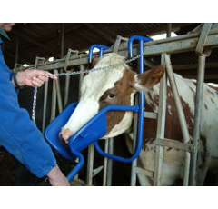 Lève-tête pour bovins avec fixation simple