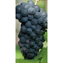 Keltertraube - Schwarzriesling - Unterlage SO4