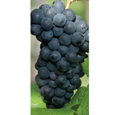 Keltertraube - Schwarzriesling - Unterlage SO4