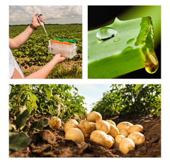 Analyse de sève "Top Diag" - Pomme De Terre