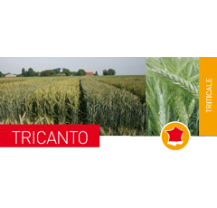 Triticale - Tricanto