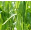 MONALIZA 250 SC - Azoxystrobine céréales