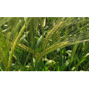 Cebada de primavera - MAGNITUDE
