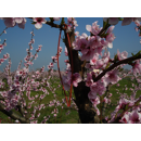 Isomate®-OFM Rosso FLEX | Pheromondispenser