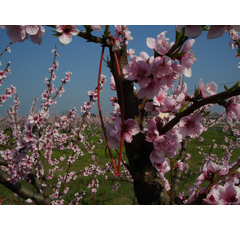 Isomate®-OFM Rosso FLEX | Pheromondispenser