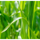 Hexyval (Ordoval)  | Akarizid