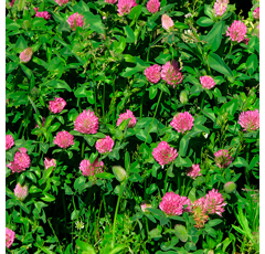 Rotklee tetraploid, ummanteltes Saatgut  - BLIZARD