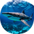 Triticale - Requin