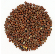 Zwischenfruchtmischung - TERRA GOLD 5 Biofum