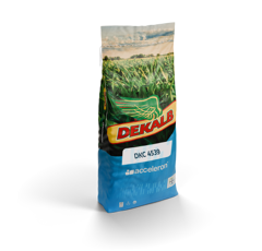 Saatmais - DKC4539 (K290) DEKALB