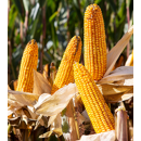 Saatmais - PRIVAT (S220 K240) AGASAAT