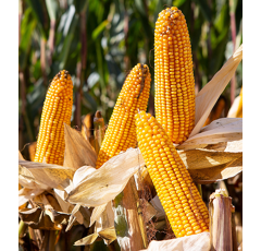 Saatmais - PRIVAT (S220 K240) AGASAAT