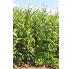 Stangenbohnen BG 110 mit Impfmittel RF60