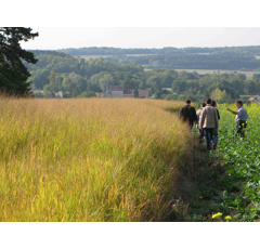 Switchgrass - Cave in Rock