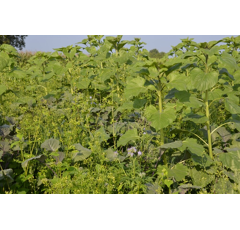 Zwischenfruchtmischung - TerraLife VitaMaxx TR