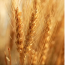 Winterweichweizen - Exsal