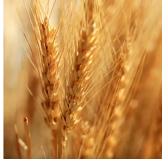 Winterweichweizen - Exsal