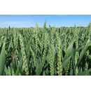 Winterweichweizen - Asory - BIO