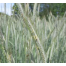 SU Perspectiv - Hybrider Winterroggen