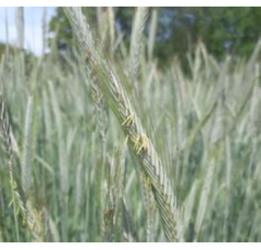 SU Perspectiv - Hybrider Winterroggen