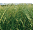 Cebada de invierno - RGT MEDINACELI