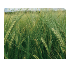 Cebada de invierno - RGT MEDINACELI