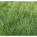 Fétuque ovine - Borvina