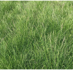 Fétuque ovine - Borvina