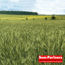 Triticale - Tantris