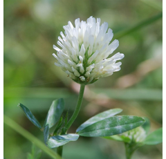 Alexandrinerklee - Tabor