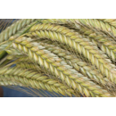 SU Performer - Hybrider Winterroggen