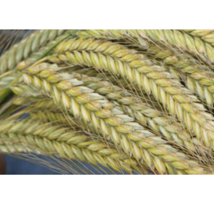 SU Performer - Hybrider Winterroggen