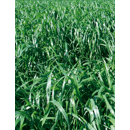 Ray-grass wester - Bonivert - R1