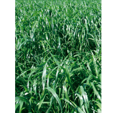 Ray-grass wester - Bonivert - R1